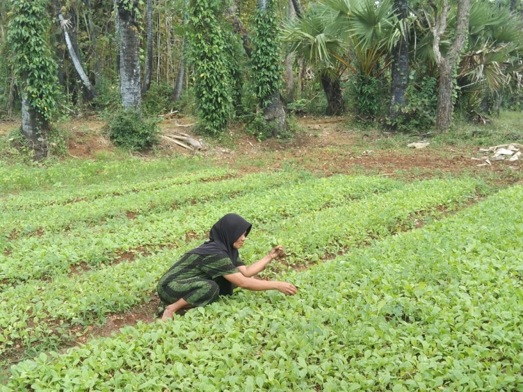 Bantuan Bibit Tembakau Dianggarkan 2,1 Miliar, PMII Sumenep Sebut Marak Penyelewengan